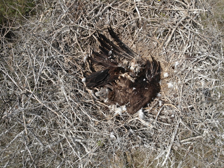decline in vulture numbers
