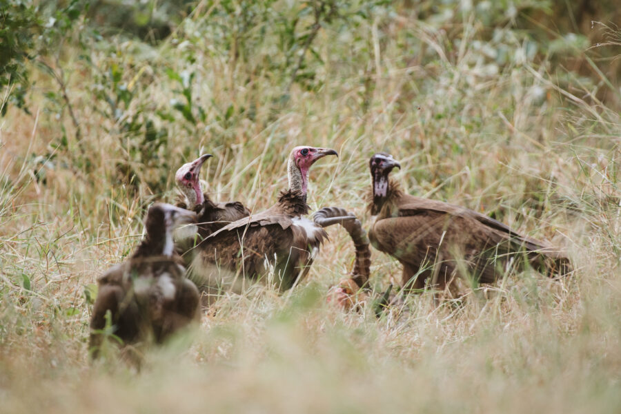 decline in vulture numbers