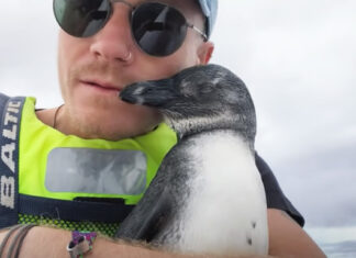 Baby Penguin Hops on Kayak for Help and TLC in Simon's Town