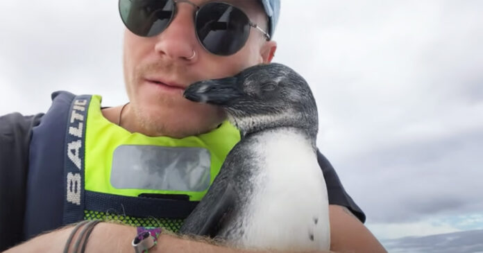 baby-penguin-seeks-help-kayak-cape-town Baby Penguin Hops on Kayak for Help and TLC in Simon's Town
