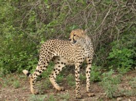 cheetah Kruger National Park