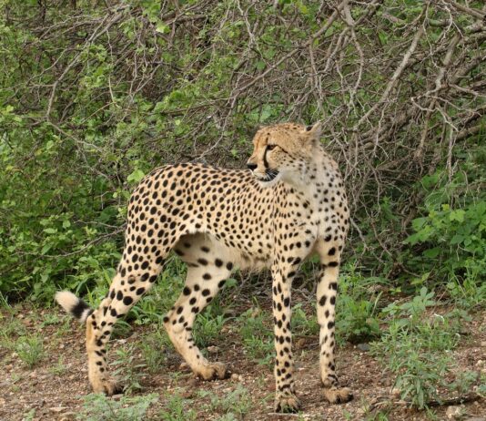 cheetah Kruger National Park