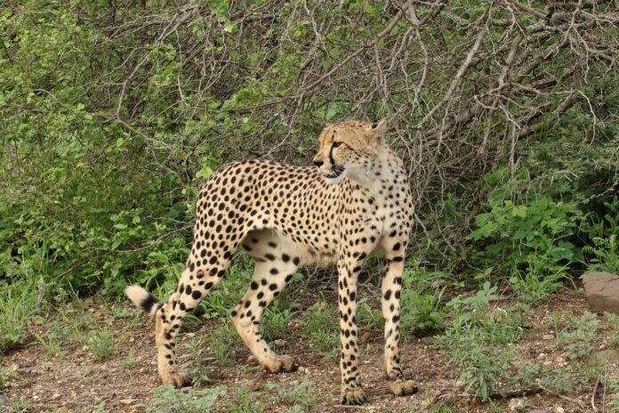 cheetah Kruger National Park