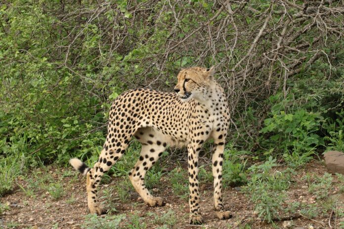 cheetah Kruger National Park cheetah Kruger National Park