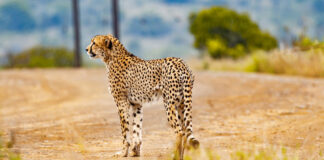 Motorist Runs over Cheetah in Kruger National Park