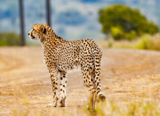 Motorist Runs over Cheetah in Kruger National Park