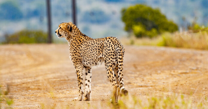 Motorist Runs over Cheetah in Kruger National Park Motorist Runs over Cheetah in Kruger National Park