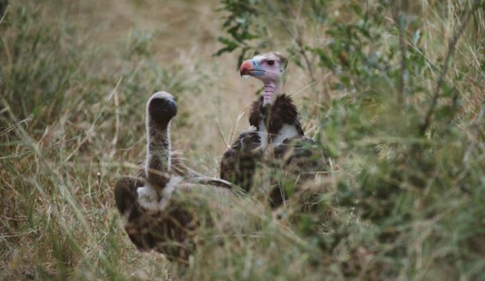 decline in vulture numbers decline in vulture numbers
