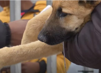 Patient at Mdzananda Animal Clinic presenting with rabies symptom