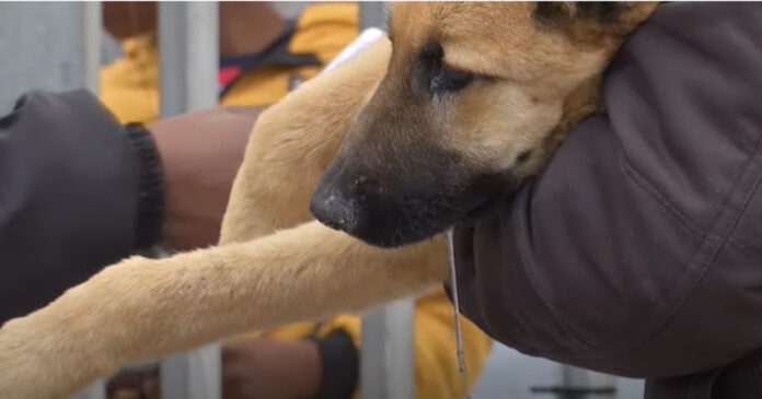 dog-with-rabies Patient at Mdzananda Animal Clinic presenting with rabies symptom