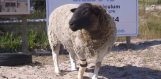 Meet Dolly, the sheep with a prosthetic leg. Image: youtube groundup