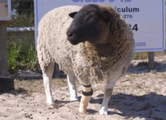 Meet Dolly, the sheep with a prosthetic leg. Image: youtube groundup