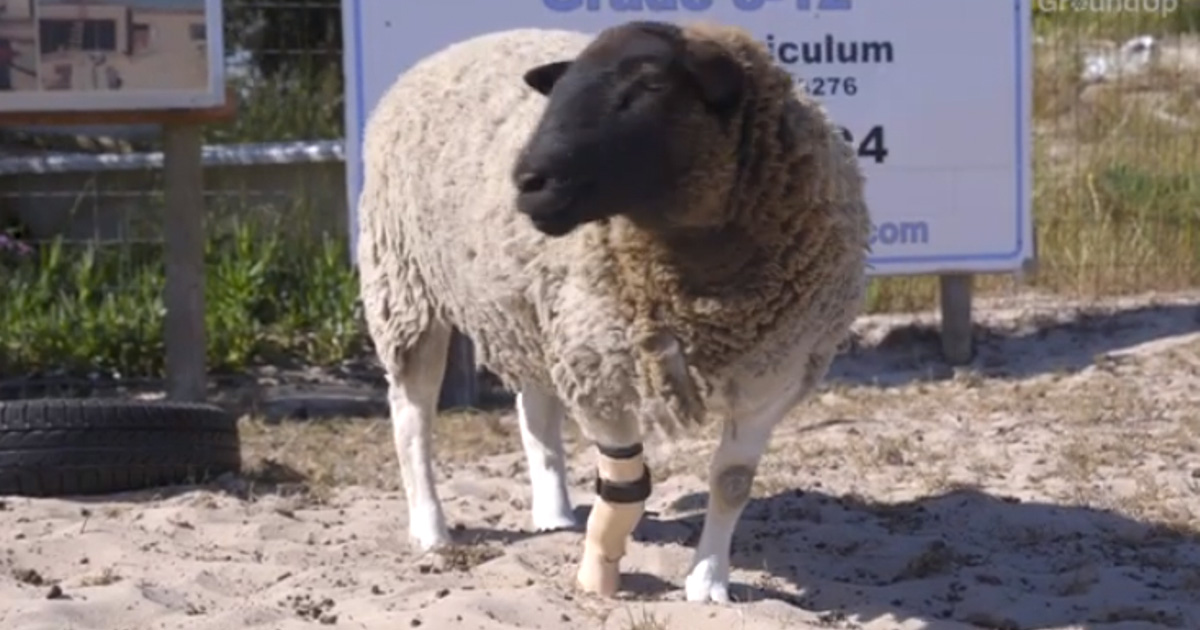 Meet Dolly, the sheep with a prosthetic leg. Image: youtube groundup