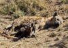 hyena kruger national park