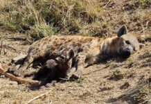 hyena kruger national park