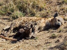 hyena kruger national park