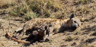 hyena kruger national park