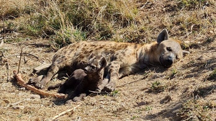 hyena kruger national park