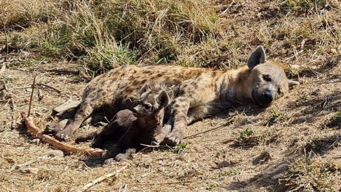 hyena kruger national park hyena kruger national park