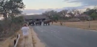 Tourists Run from Elephants at Kruger National Park entrance