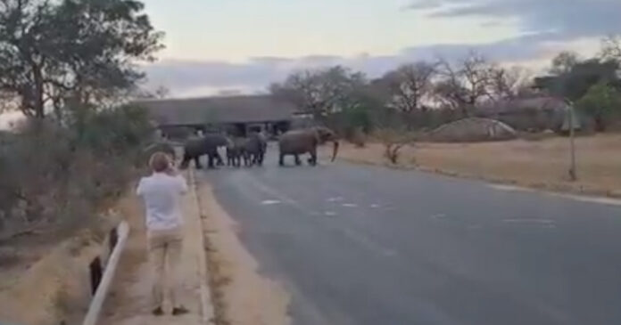 Tourists Run from Elephants at Kruger National Park entrance