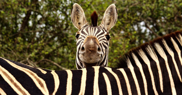 kruger-national-park-zebra-iStock-1319098578-th World Scientists Assemble in the Kruger National Park