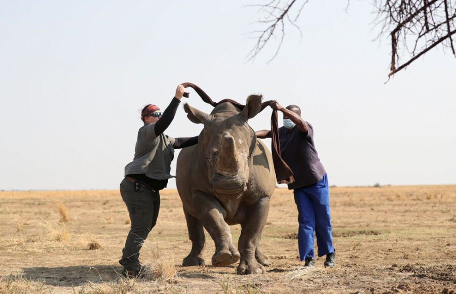 rhino poaching in south africa