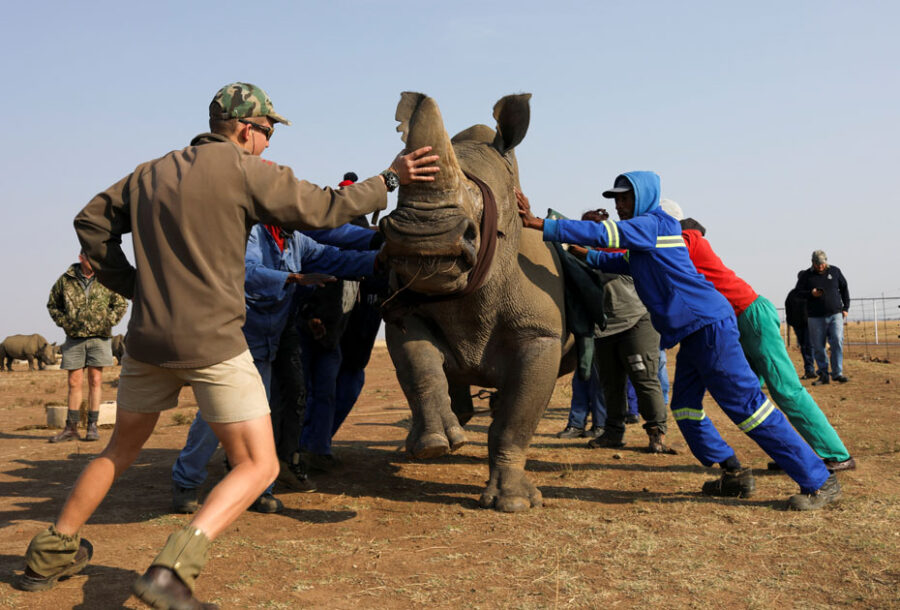 protect rhino from poaching