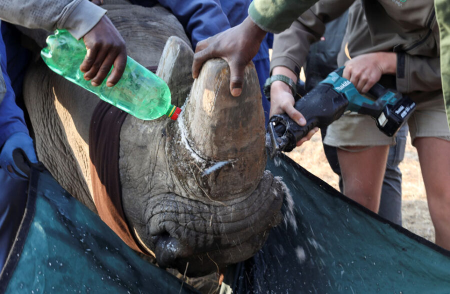 rhino horn south africa