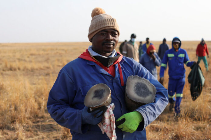 S.Africa's rhino ranch keep poachers away, but at a cost rhino ranch South Africa