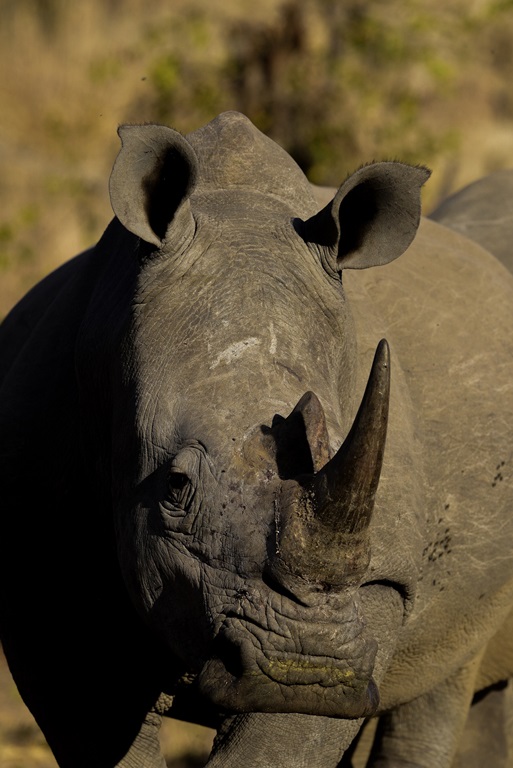 Postcode Meerkat: A guardian of South Africa's rhinos