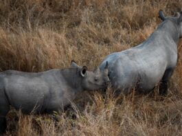 Postcode Meerkat: A guardian of South Africa's rhinos