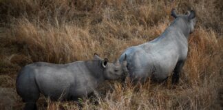 Postcode Meerkat: A guardian of South Africa's rhinos