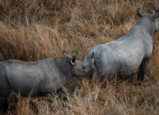 Postcode Meerkat: A guardian of South Africa's rhinos
