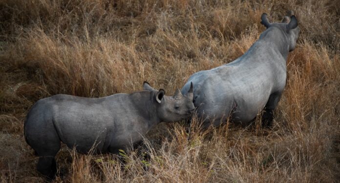 world rhino day Postcode Meerkat: A guardian of South Africa's rhinos