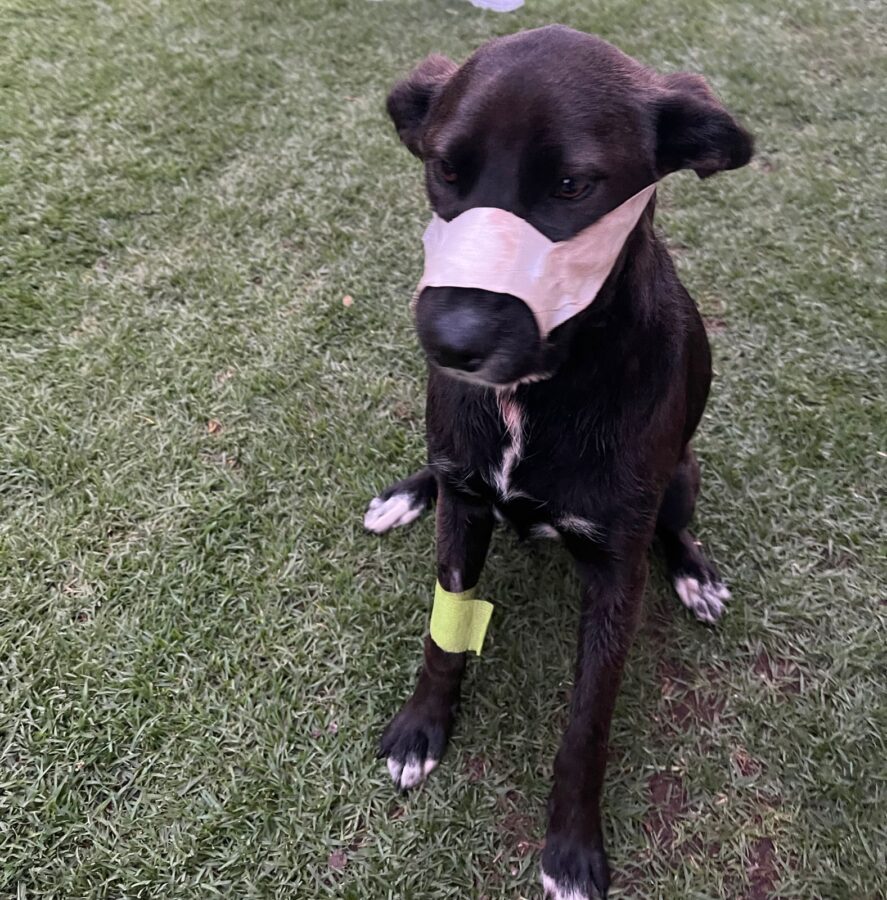 SPCA dog Kei saves benoni family