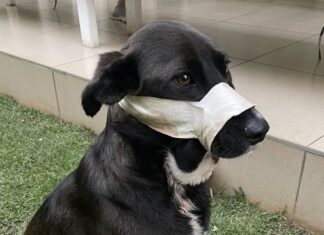 dotsure.co.za invests in life-saving surgery for brave canine