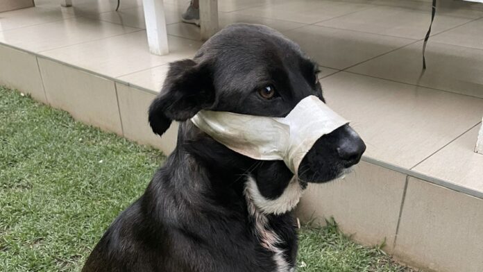 Hero dog Benoni house invasion heroism award Kei hero dog benoni SPCA heroism award