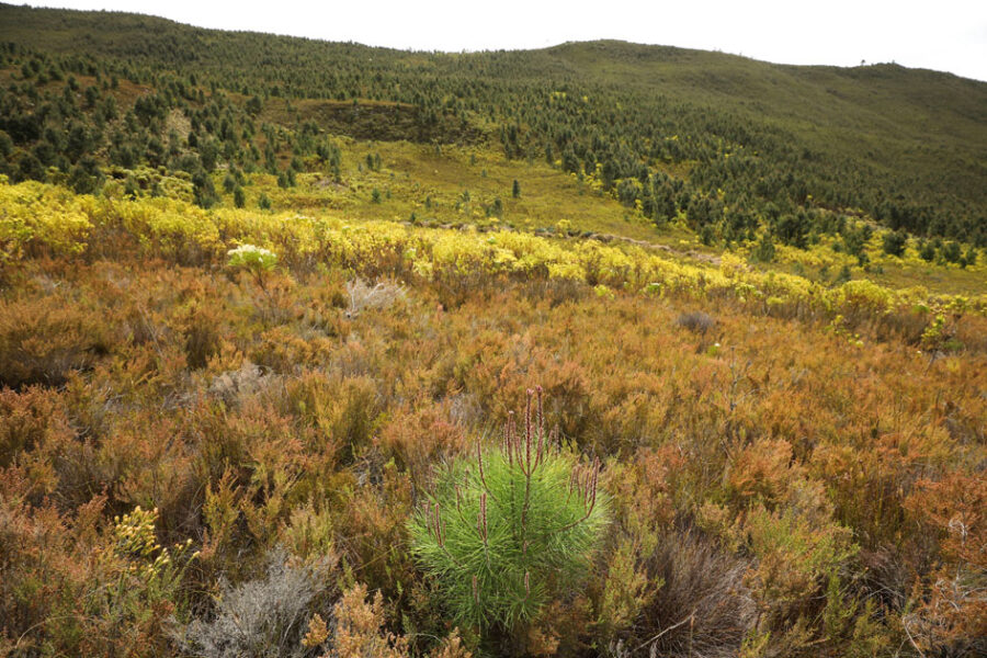 Invasive vegetation removed from South Africa's Franschhoek mountains