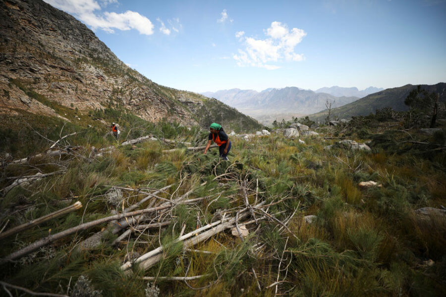 Invasive vegetation removed from South Africa's Franschhoek mountains