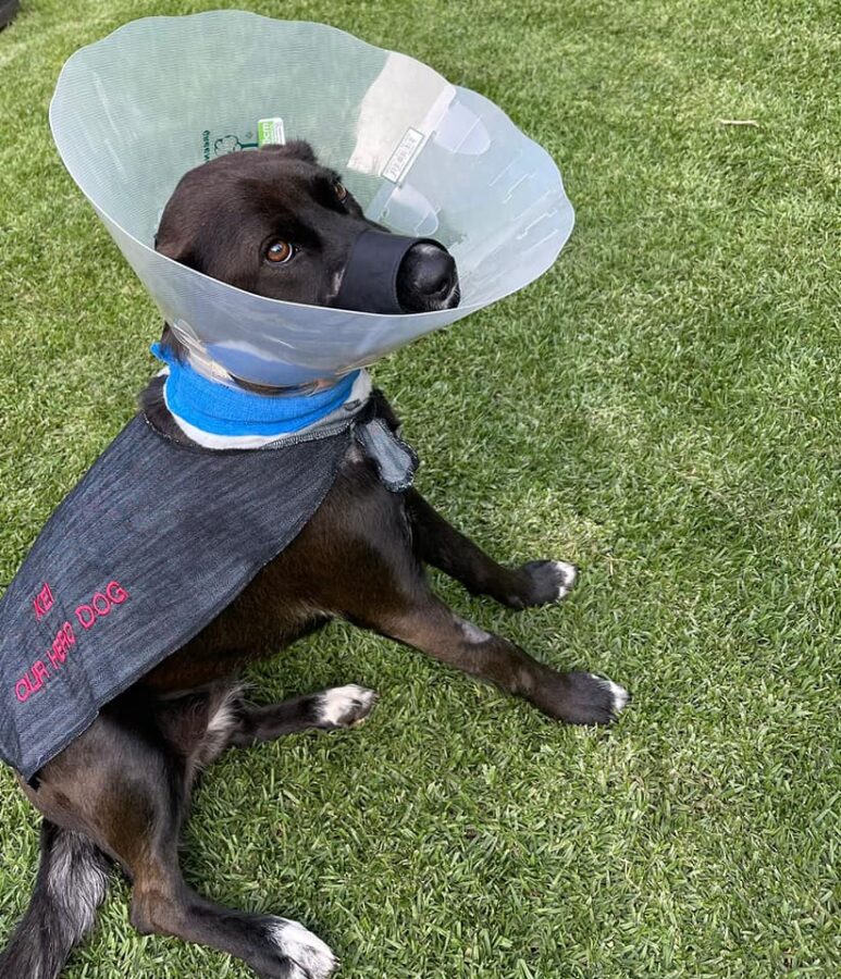 Boksburg SPCA Kei Update: Hero Dog Released from Hospital but Long Road Ahead