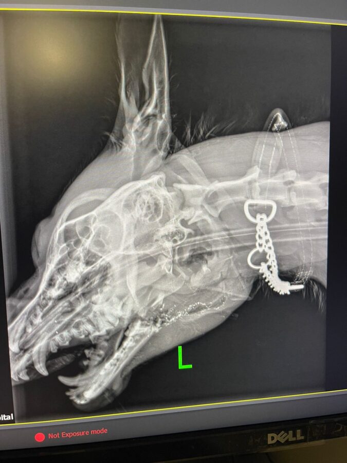 Hero dog Kei severe injuries