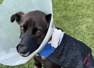 Kei Update: Hero Dog Released from Hospital but Long Road Ahead
