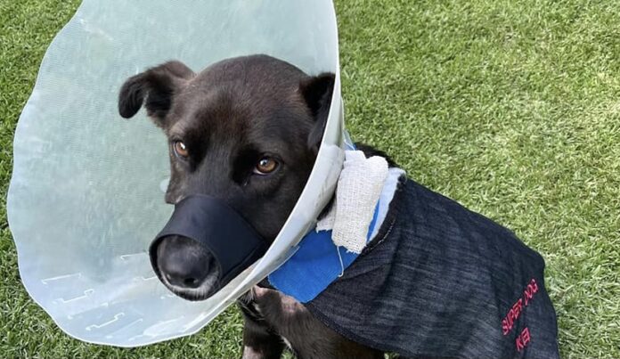 Kei Update: Hero Dog Released from Hospital but Long Road Ahead Kei Update: Hero Dog Released from Hospital but Long Road Ahead