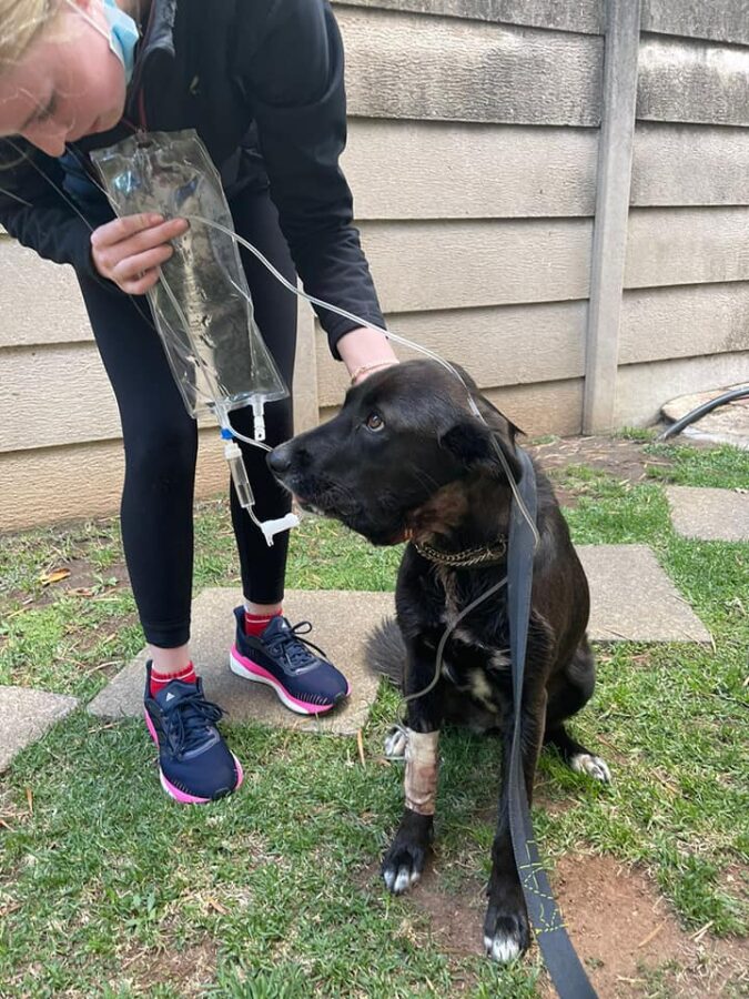 SPCA dog hero benoni break in