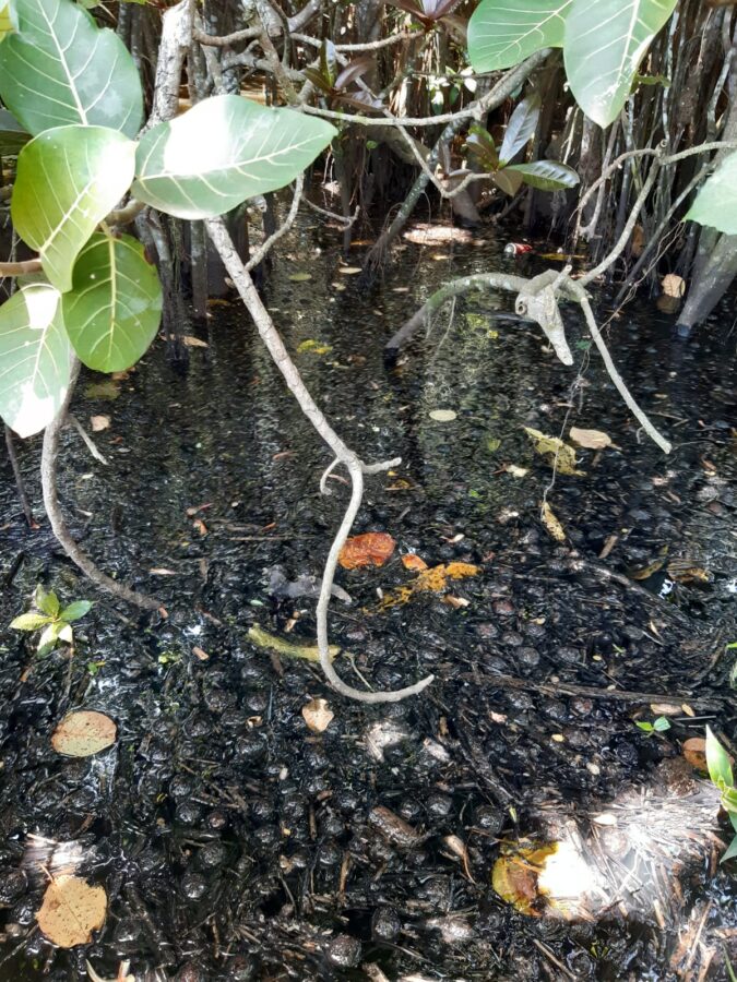ancient mangrove forest, containing highly protected tree species, has become a lake of festering sewage as pump stations continue to fail, ancient mangrove forest, containing highly protected tree species, has become a lake of festering sewage as pump stations continue to fail,