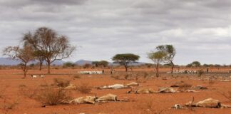 Dead animal carcasses lie outside of the village of Dambas in Kenya during a drought in 2006. Chris Jackson/Getty Images