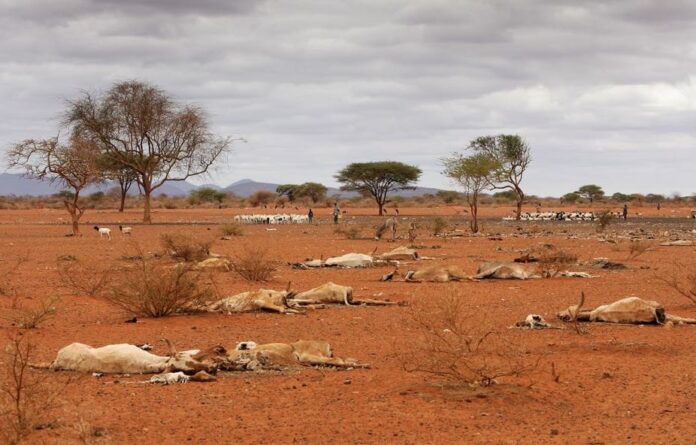 dead animal carcasses thecon Dead animal carcasses lie outside of the village of Dambas in Kenya during a drought in 2006. Chris Jackson/Getty Images