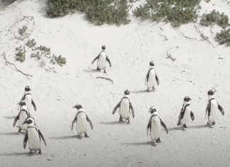 death of penguins carte blanche