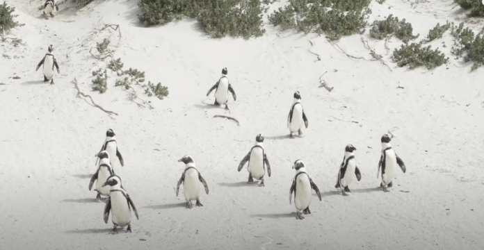 death of african penguins carte blanche death of penguins carte blanche